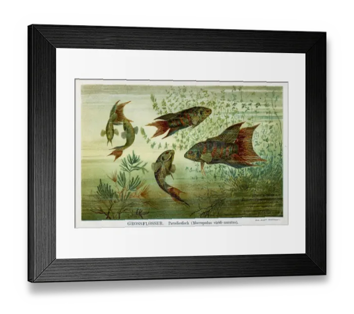Framed Print : Paradise fish lithography 1895 Framed Print : Paradise fish lithography 1895