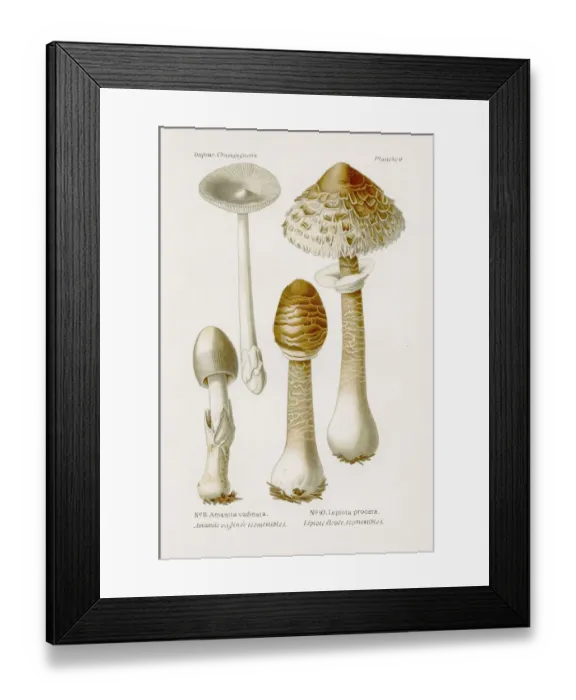 Framed Print : Parasol mushroom 1891 Framed Print : Parasol mushroom 1891