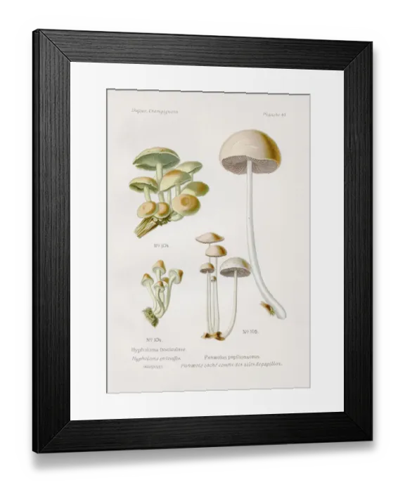 Framed Print : Mushroom 1891 Framed Print : Mushroom 1891