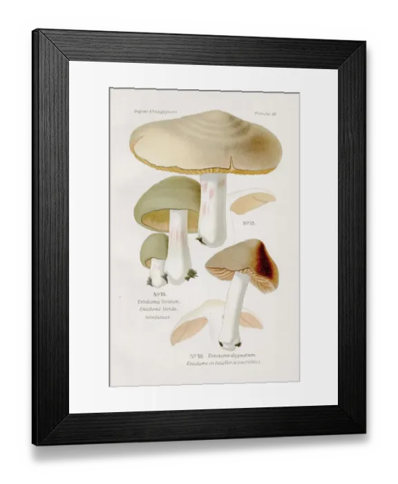 Framed Print : Shield Pinkgill mushroom 1891