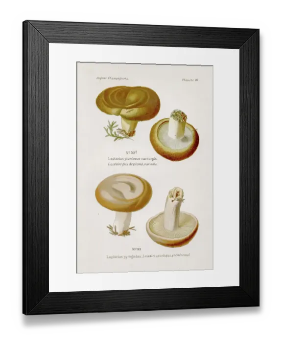 Framed Print : Poison mushroom 1891