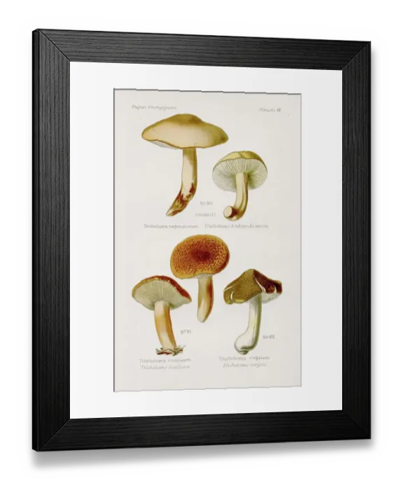 Framed Print : Tricholoma mushroom 1891 Framed Print : Tricholoma mushroom 1891