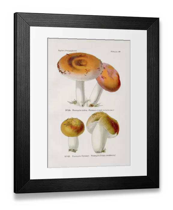 Framed Print : Russula mushroom 1891
