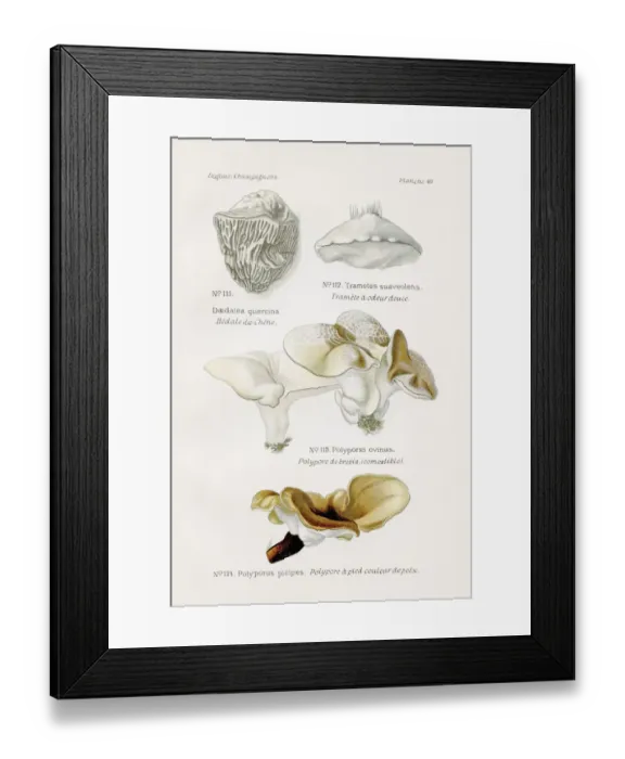 Framed Print : Polypore mushrooms 1891 Framed Print : Polypore mushrooms 1891