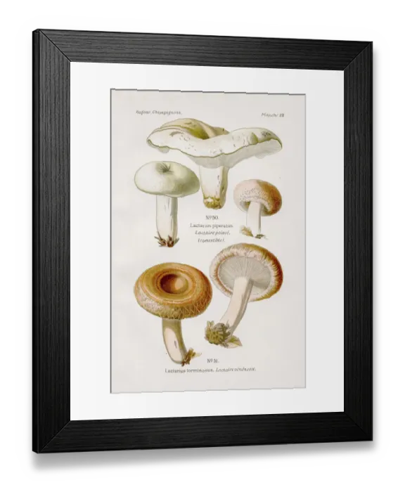 Framed Print : Peppery milkcap mushroom 1891 Framed Print : Peppery milkcap mushroom 1891