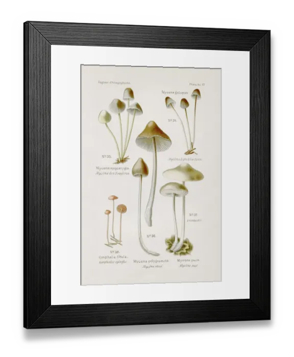 Framed Print : Mycena mushroom 1891 Framed Print : Mycena mushroom 1891