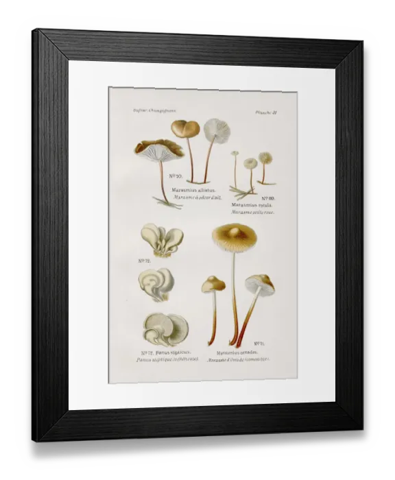 Framed Print : Marasmius mushroom 1891