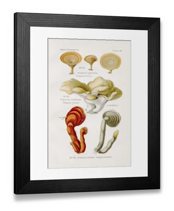 Framed Print : Polypore mushroom 1891