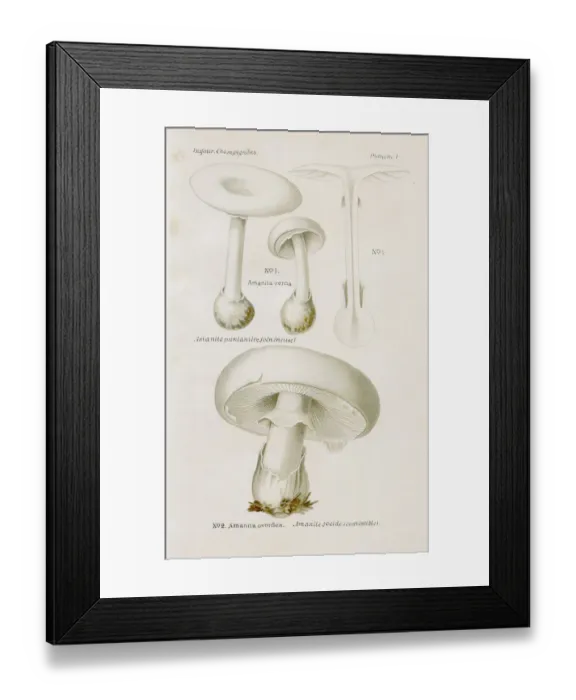 Framed Print : White Egg mushroom 1891 Framed Print : White Egg mushroom 1891