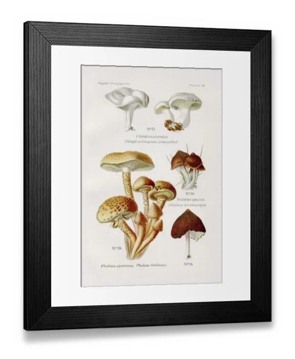 Framed Print : Shaggy scalycap mushroom 1891 Framed Print : Shaggy scalycap mushroom 1891
