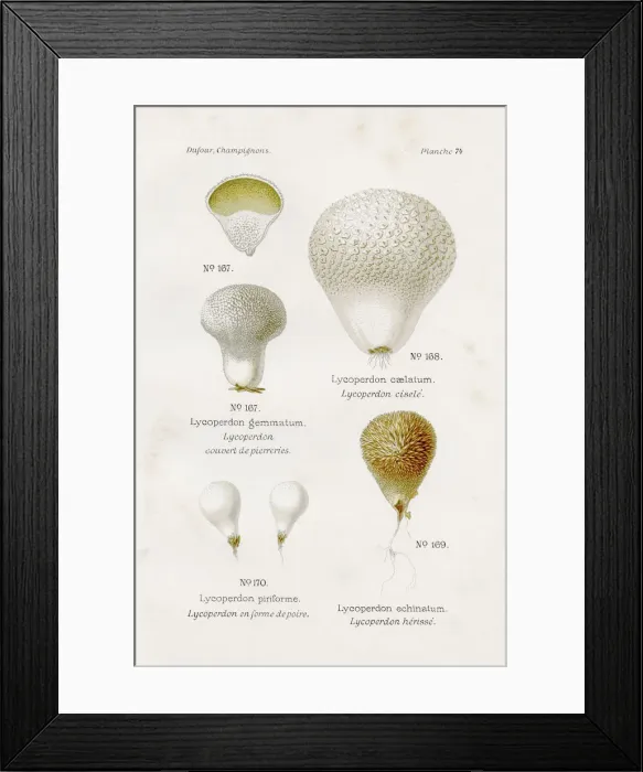 Framed Print : Puffball mushrooms 1891 Framed Print : Puffball mushrooms 1891