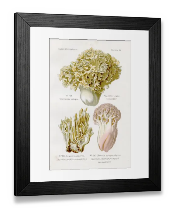 Framed Print : Edible mushroom 1891