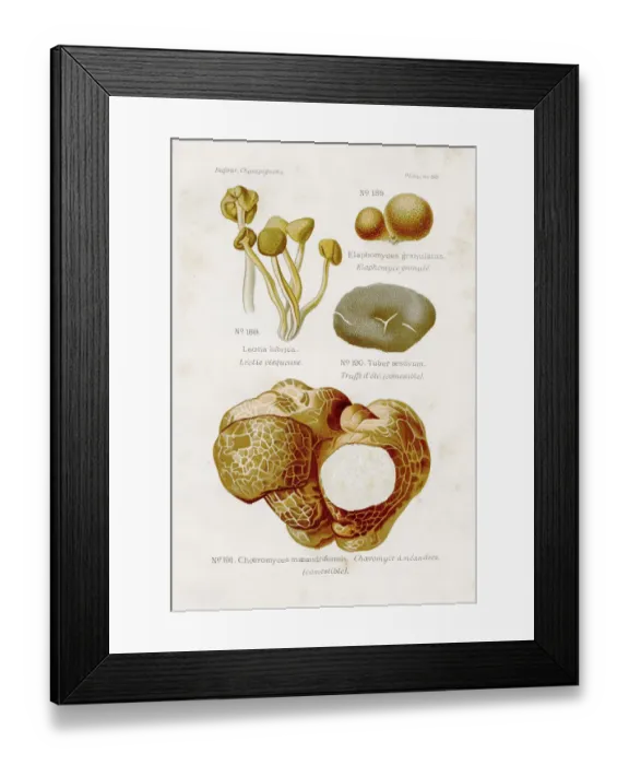 Framed Print : Jelly babies mushroom 1891