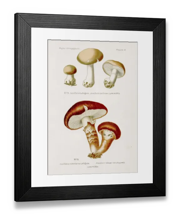 Framed Print : Armillaria mushroom 1891 Framed Print : Armillaria mushroom 1891