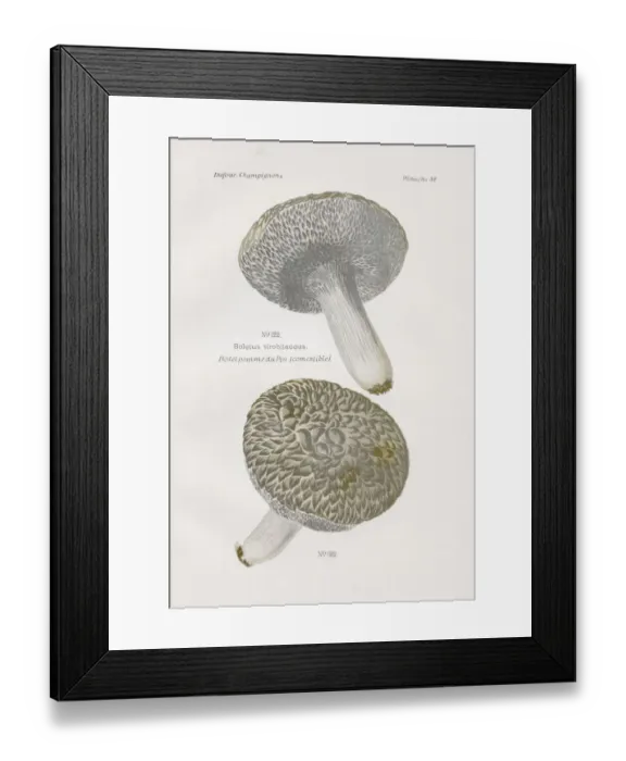 Framed Print : Boletus mushroom 1891 Framed Print : Boletus mushroom 1891