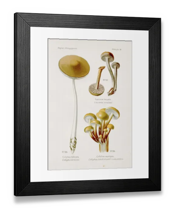 Framed Print : Enoki Collybia mushroom 1891 Framed Print : Enoki Collybia mushroom 1891