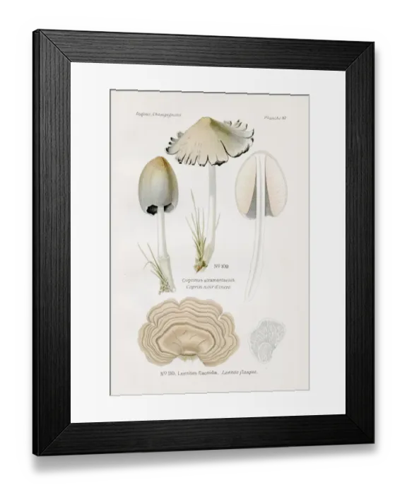 Framed Print : Ink cap mushroom 1891 Framed Print : Ink cap mushroom 1891