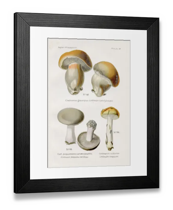 Framed Print : Cortinarius mushroom 1891 Framed Print : Cortinarius mushroom 1891