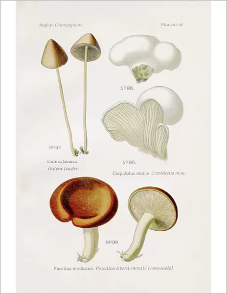 Conecap Mushroom 1891