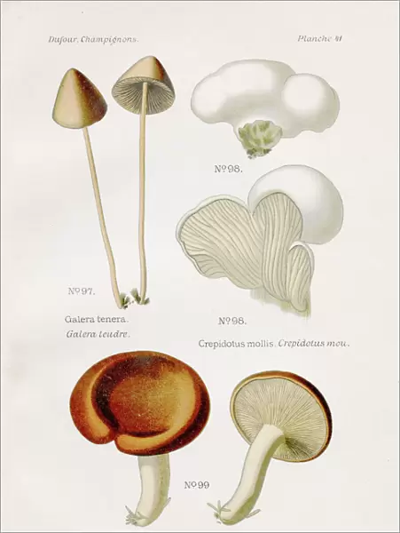Conecap Mushroom 1891