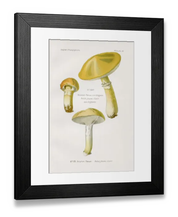 Framed Print : Boletus mushroom 1891 Framed Print : Boletus mushroom 1891