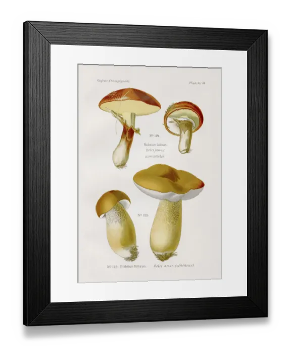 Framed Print : Boletus mushroom 1891
