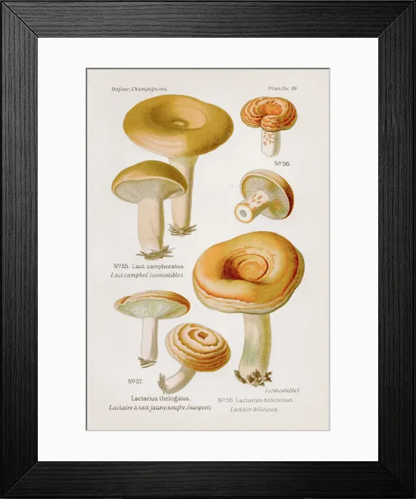 Framed Print : Lactarius mushroom 1891 Framed Print : Lactarius mushroom 1891