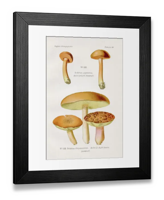 Framed Print : Boletus mushrooms 1891 Framed Print : Boletus mushrooms 1891
