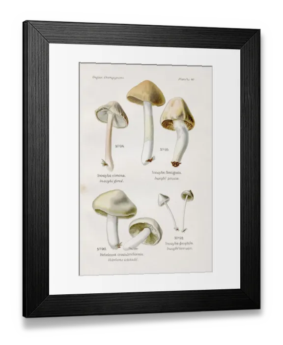 Framed Print : Inocybe mushroom 1891 Framed Print : Inocybe mushroom 1891