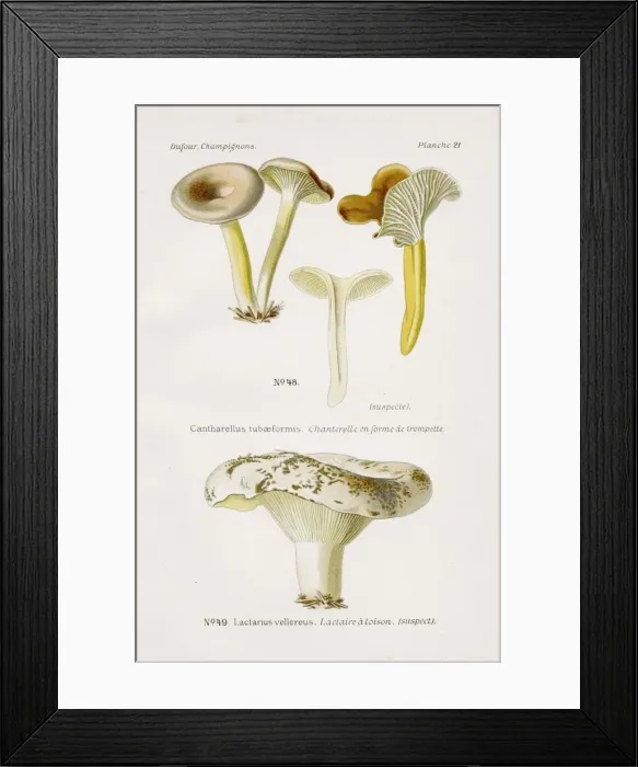 Framed Print : Chanterelle mushroom 1891
