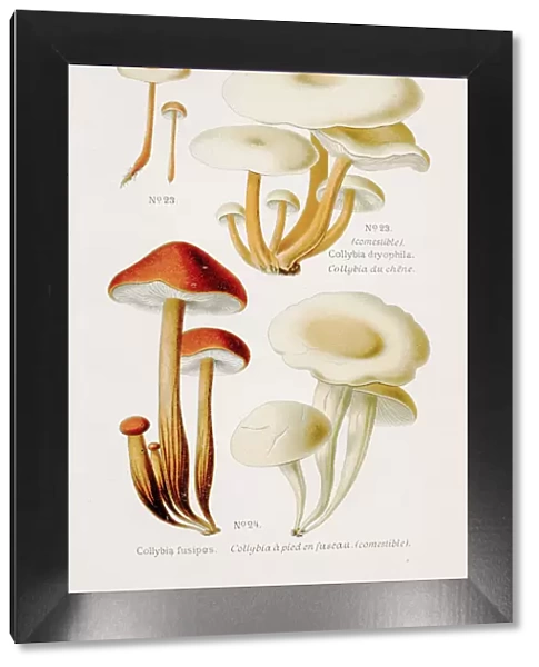 Collybia mushroom 1891