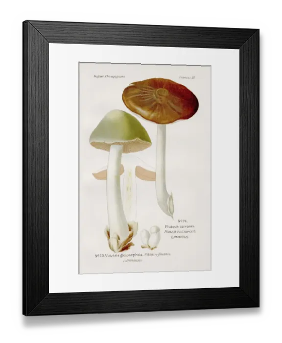 Framed Print : Dear mushroom 1891 Framed Print : Dear mushroom 1891