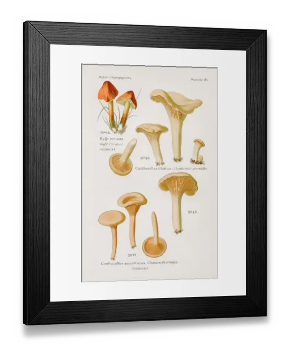 Framed Print : Chanterelle mushroom 1891 Framed Print : Chanterelle mushroom 1891