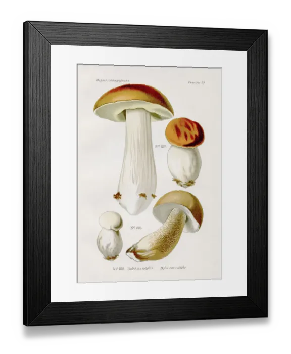 Framed Print : Boletus edulis mushroom 1891 Framed Print : Boletus edulis mushroom 1891