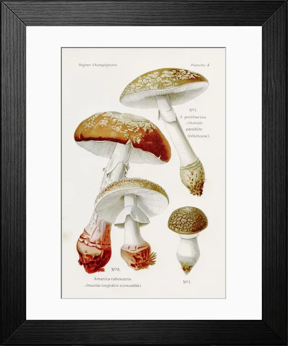 Framed Print : Amanite mushroom 1891 Framed Print : Amanite mushroom 1891