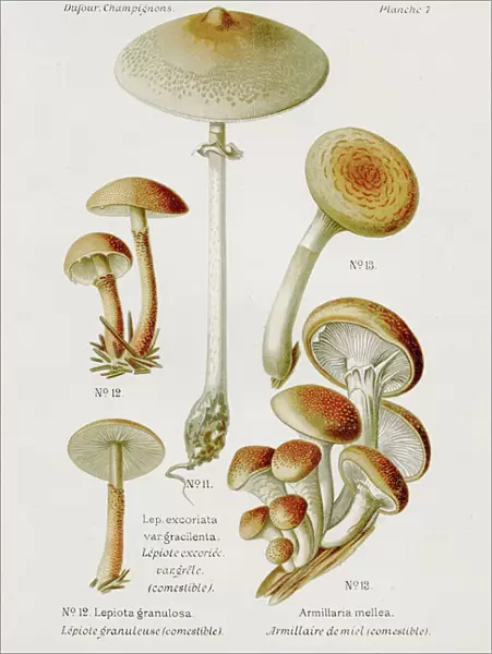 Honey fungus mushroom 1891