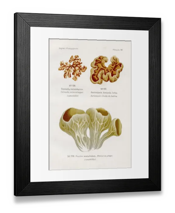 Framed Print : Edible mushrooms 1891 Framed Print : Edible mushrooms 1891