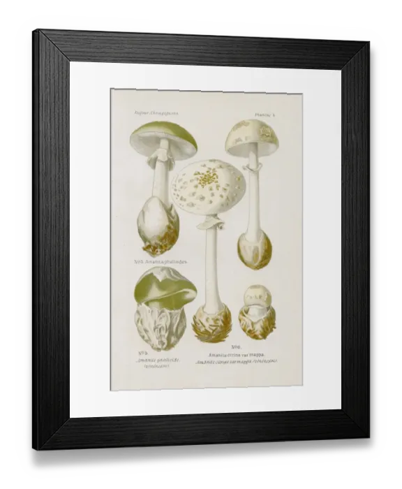 Framed Print : Amanita mushroom 1891 Framed Print : Amanita mushroom 1891