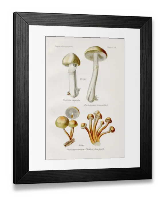 Framed Print : Gypsy mushroom 1891