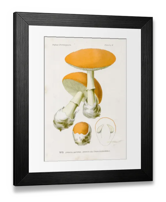 Framed Print : Caesars Amanita mushroom 1891 Framed Print : Caesars Amanita mushroom 1891