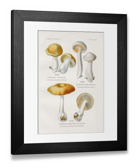 Framed Print : Gills mushroom 1891 Framed Print : Gills mushroom 1891