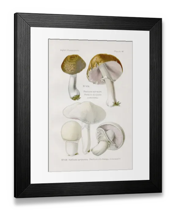 Framed Print : Agaricus campestris mushroom 1891 Framed Print : Agaricus campestris mushroom 1891