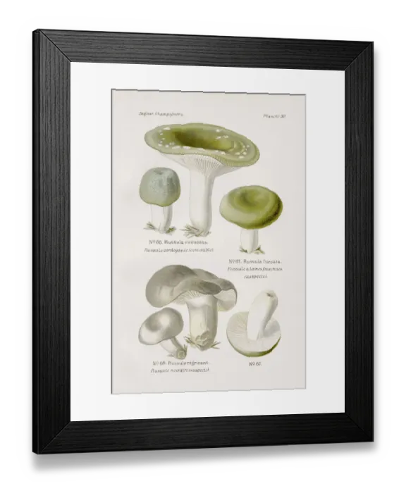 Framed Print : Brittlegill mushroom 1891 Framed Print : Brittlegill mushroom 1891