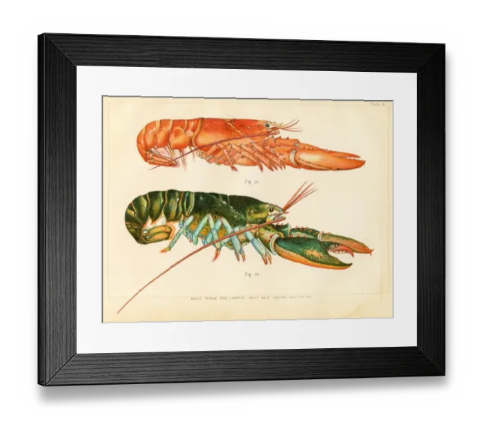 Framed Print : American lobster lithograph 1895 Framed Print : American lobster lithograph 1895