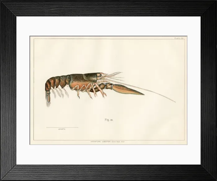 Framed Print : American lobster lithograph 1895