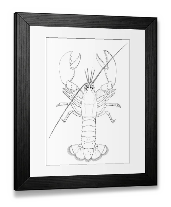 Framed Print : American lobster engraving 1895 Framed Print : American lobster engraving 1895