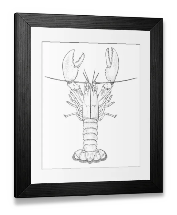 Framed Print : American lobster engraving 1895 Framed Print : American lobster engraving 1895