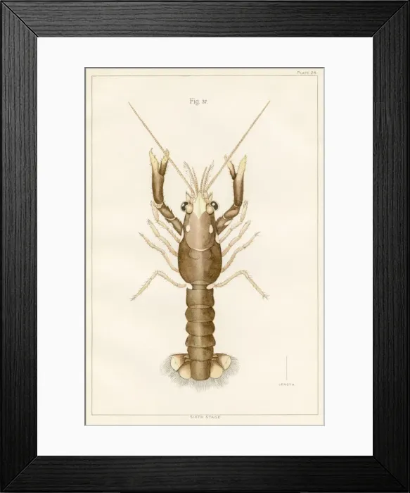 Framed Print : American lobster lithograph 1895 Framed Print : American lobster lithograph 1895