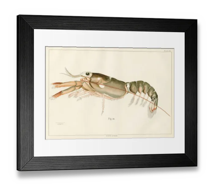 Framed Print : American lobster lithograph 1895 Framed Print : American lobster lithograph 1895