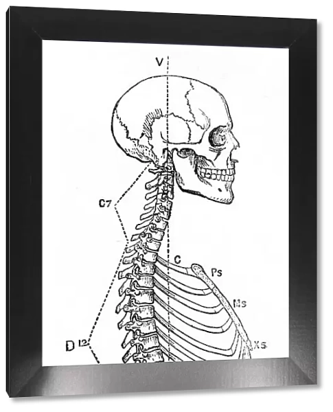 The axial skeleton anatomy engraving 1878